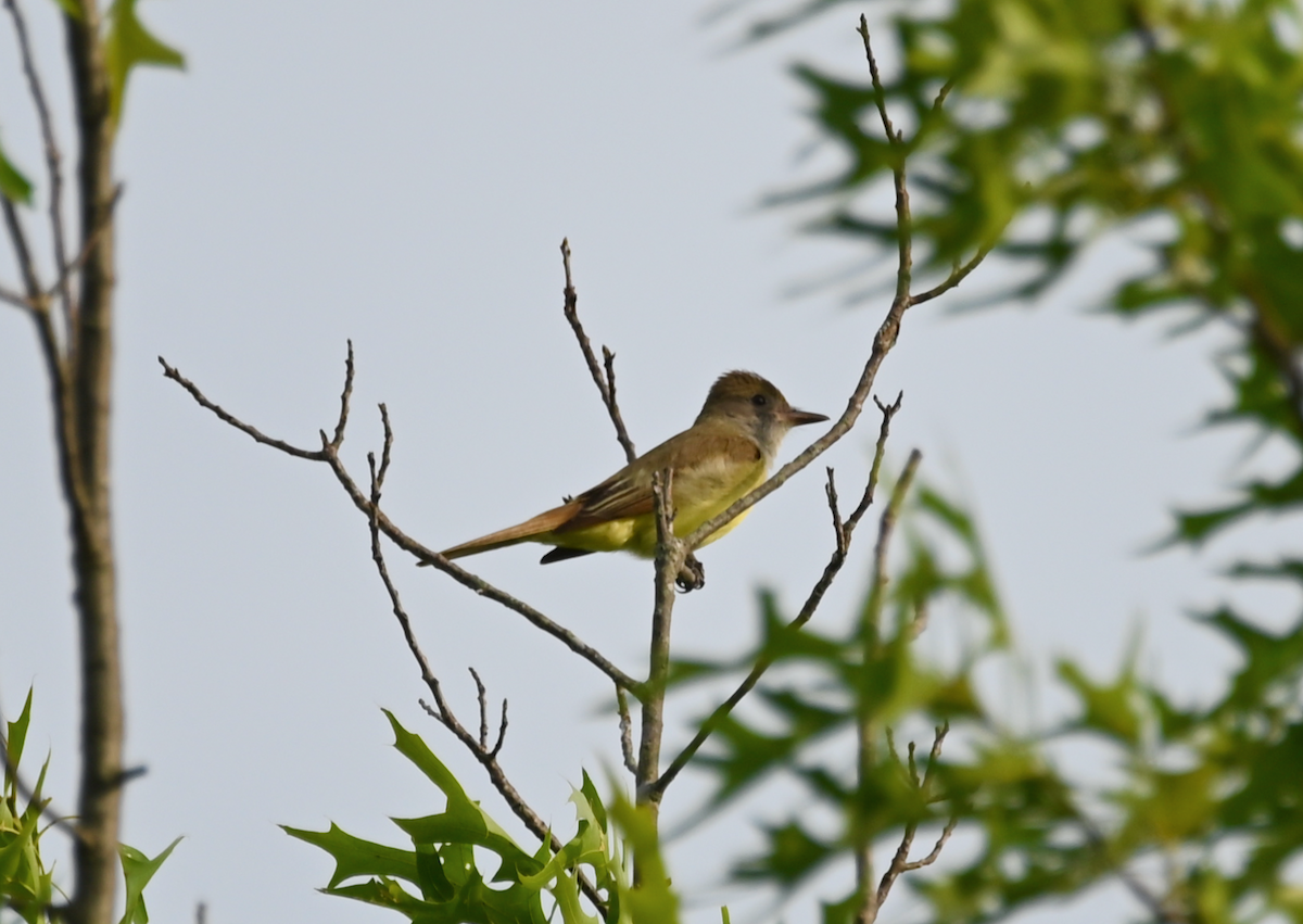 Great Crested Flycatcher - ML618736152