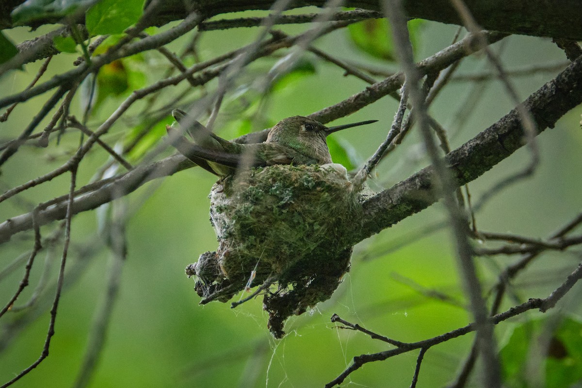 Anna's Hummingbird - ML618736156