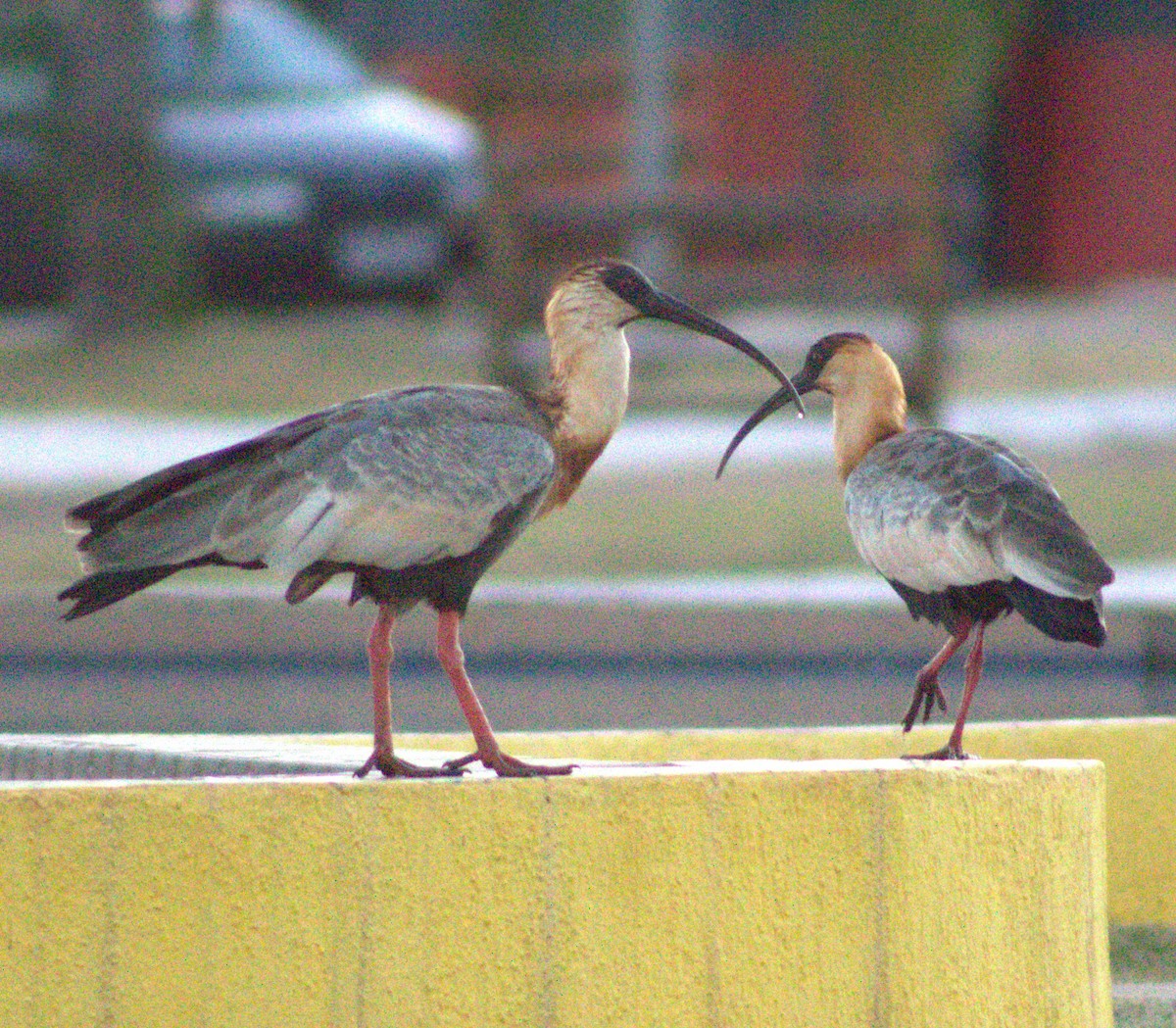 ibis bělokřídlý - ML618736190