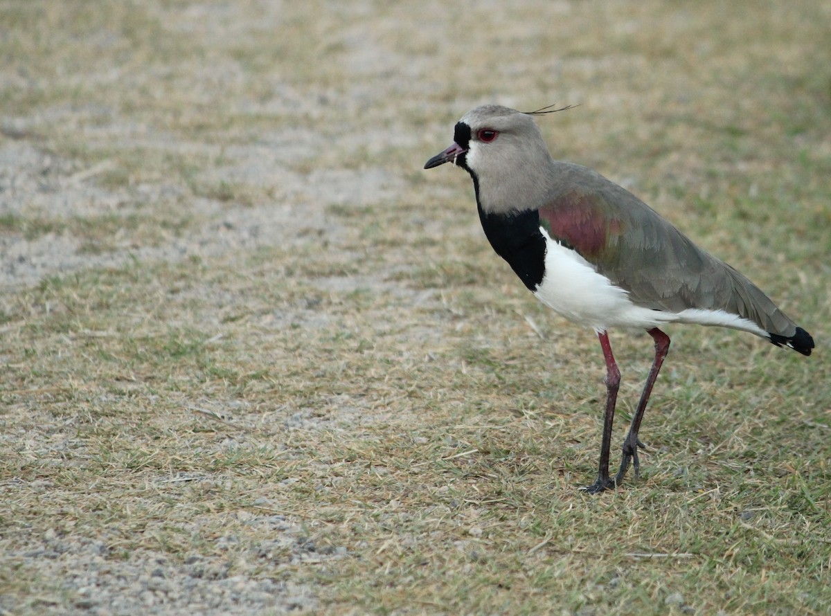 Southern Lapwing - Miguel  Magro