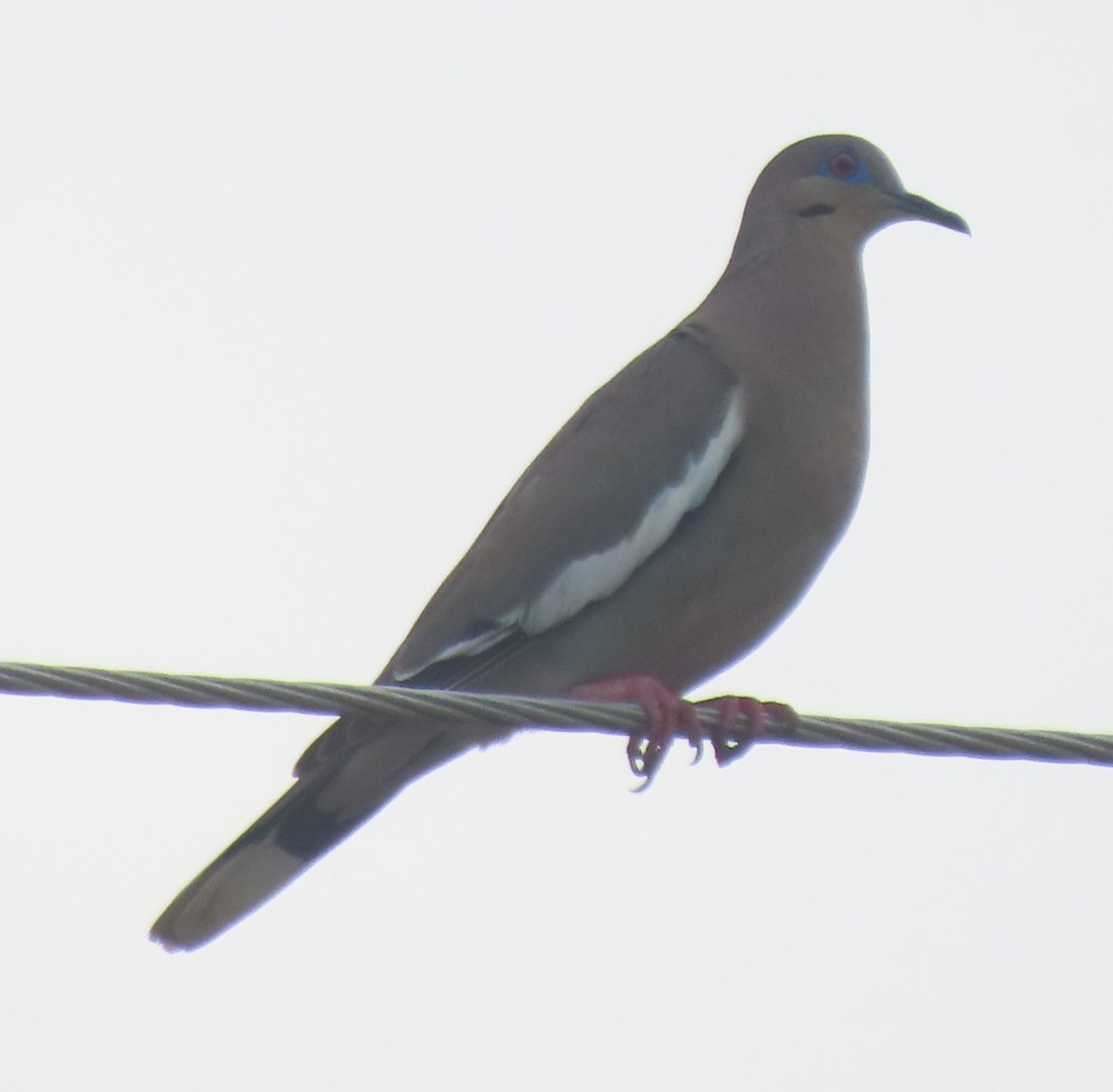 White-winged Dove - ML618736231