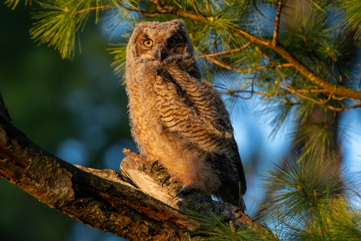 Great Horned Owl - ML618736247