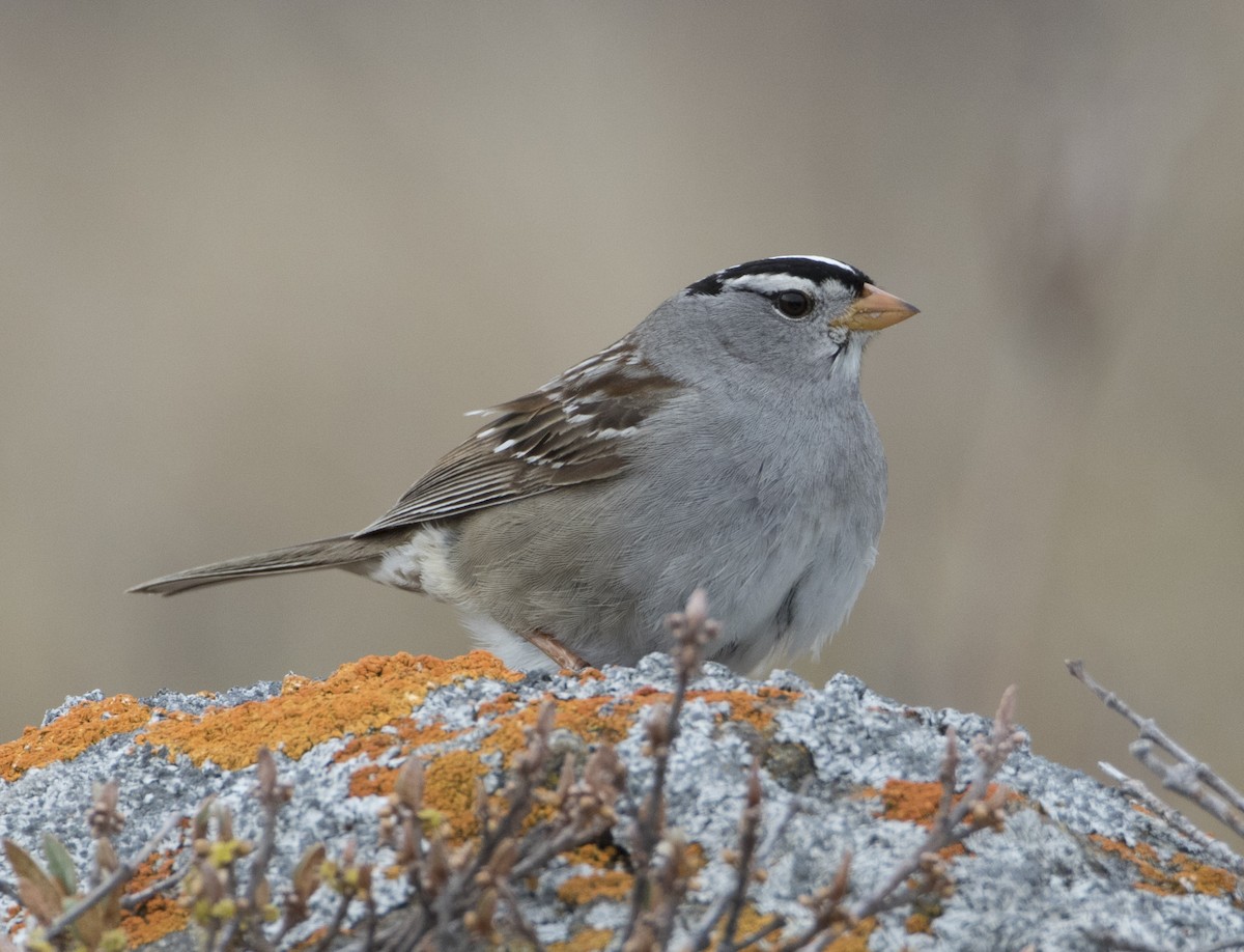 White-crowned Sparrow - ML618736260