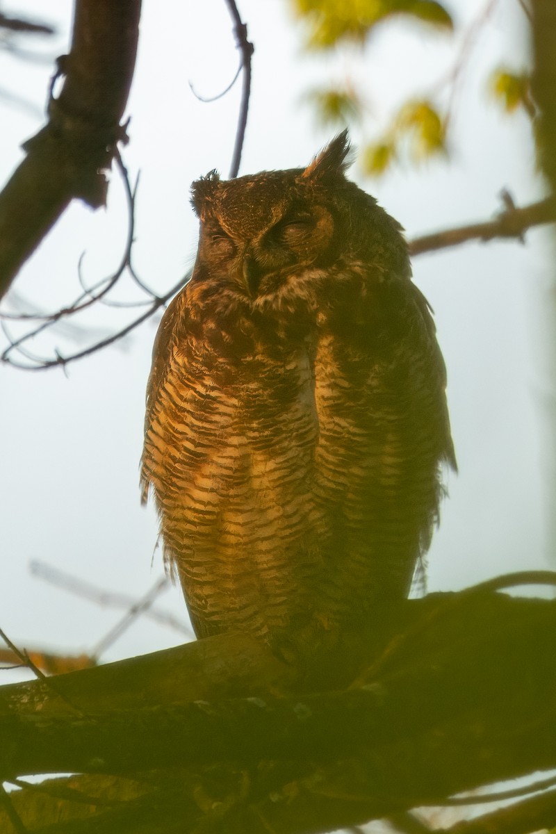 Great Horned Owl - ML618736262