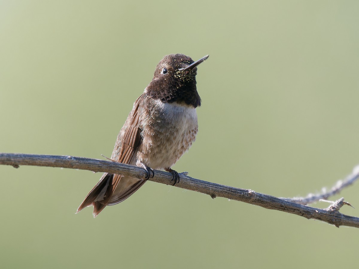 Black-chinned Hummingbird - ML618736265