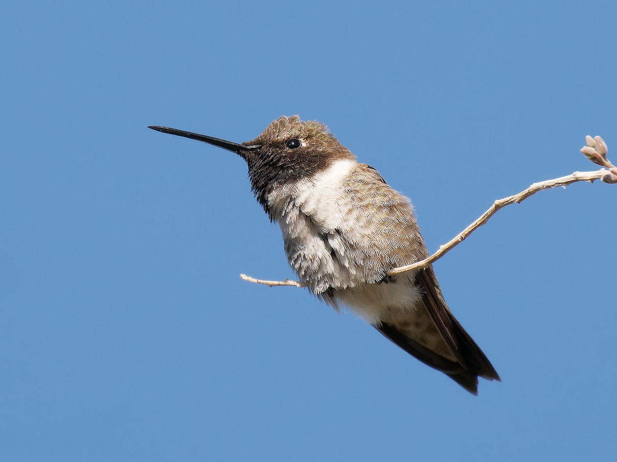 Black-chinned Hummingbird - ML618736267