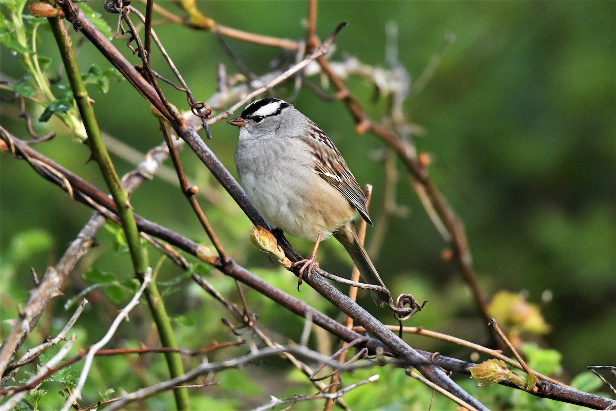 White-crowned Sparrow - ML618736268