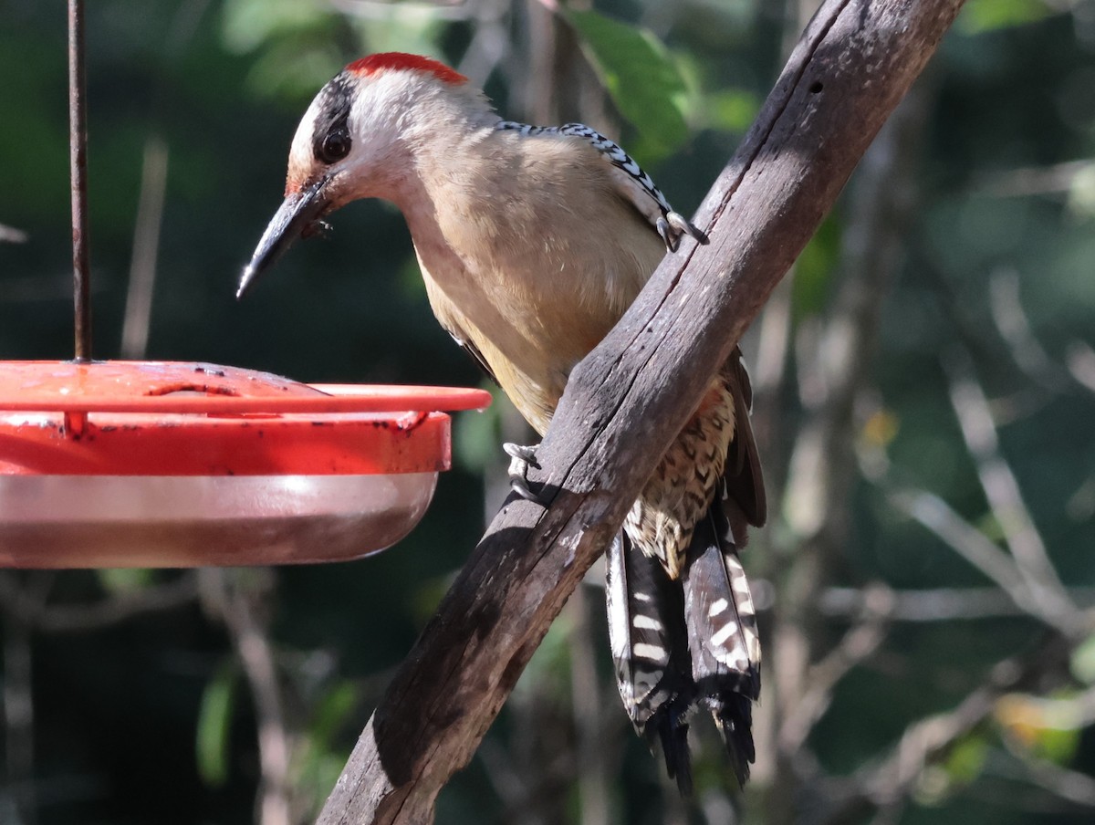 West Indian Woodpecker - ML618736280