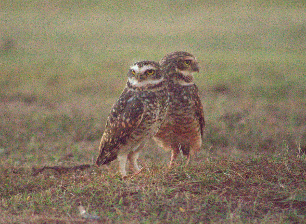 Burrowing Owl - ML618736281