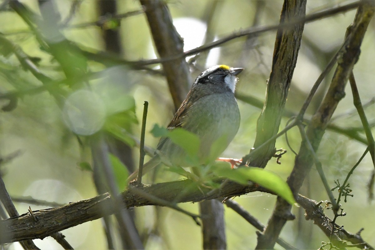 White-throated Sparrow - ML618736282