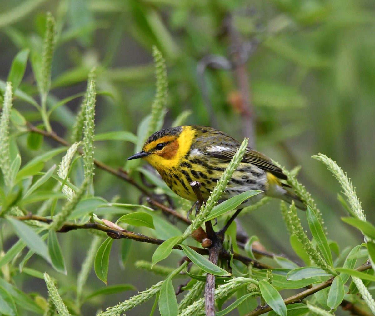 Cape May Warbler - ML618736291