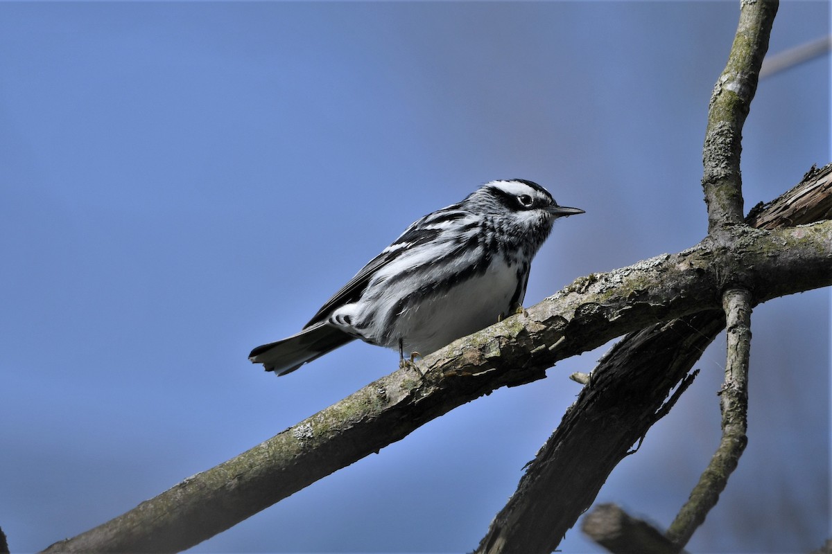 Black-and-white Warbler - ML618736308