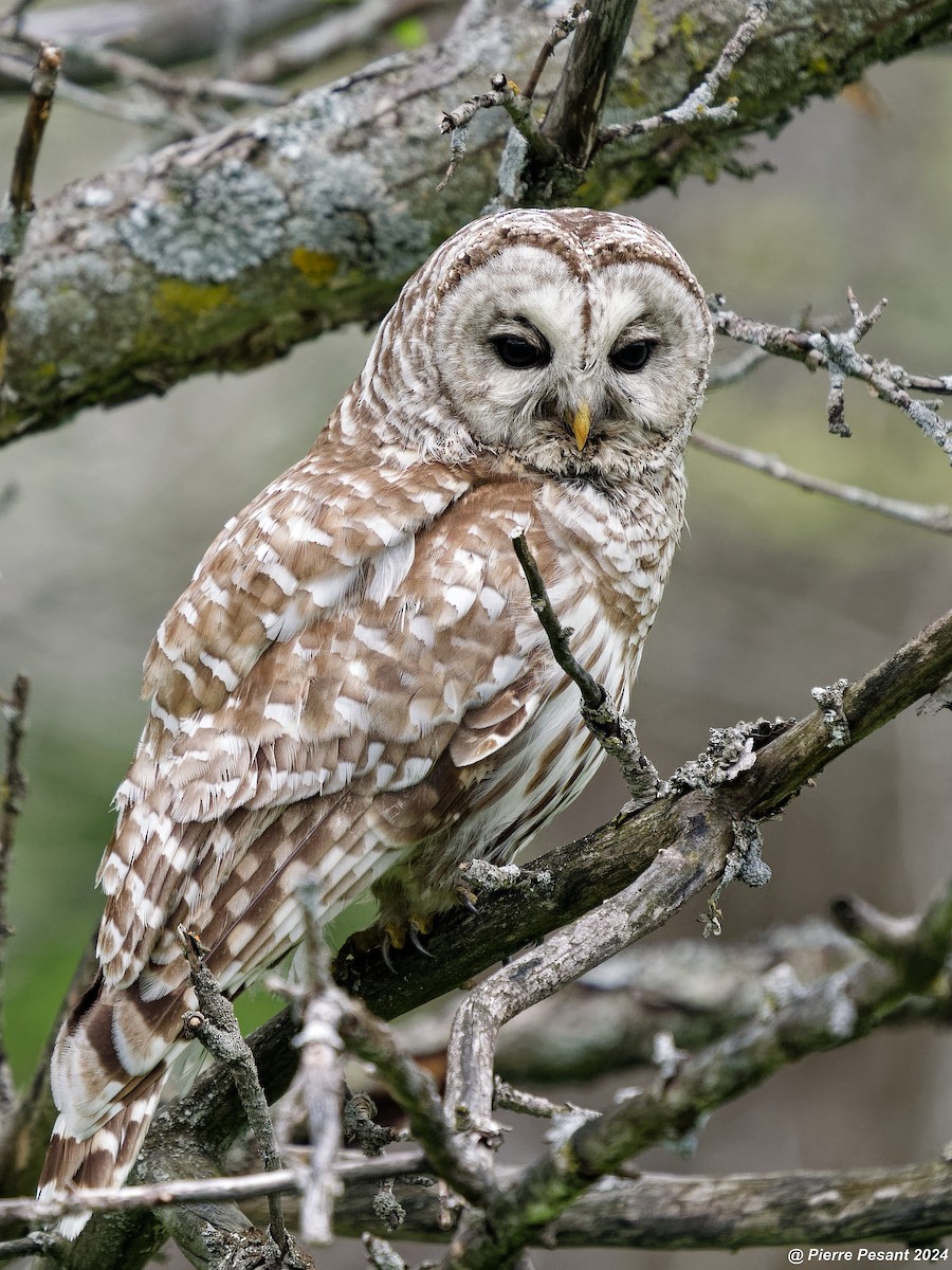 Barred Owl - ML618736342