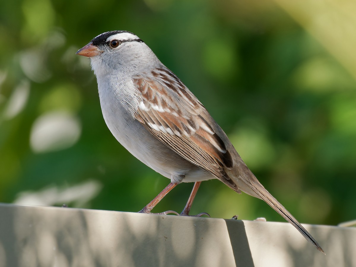 White-crowned Sparrow (Dark-lored) - ML618736350
