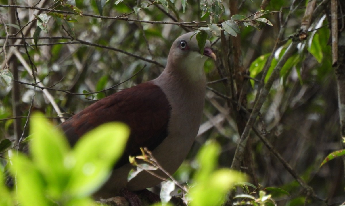 Mountain Imperial-Pigeon - ML618736384