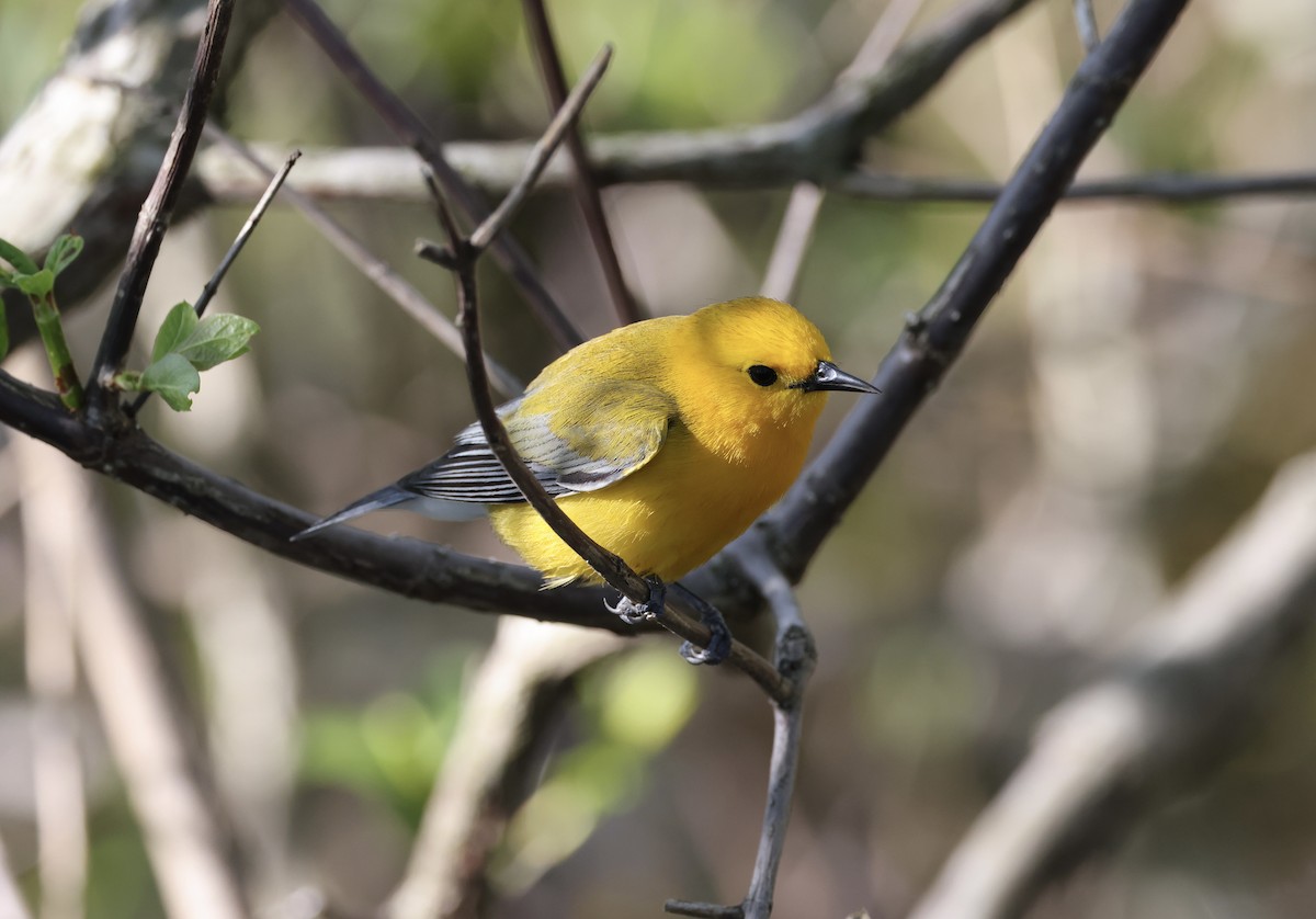 Prothonotary Warbler - ML618736451