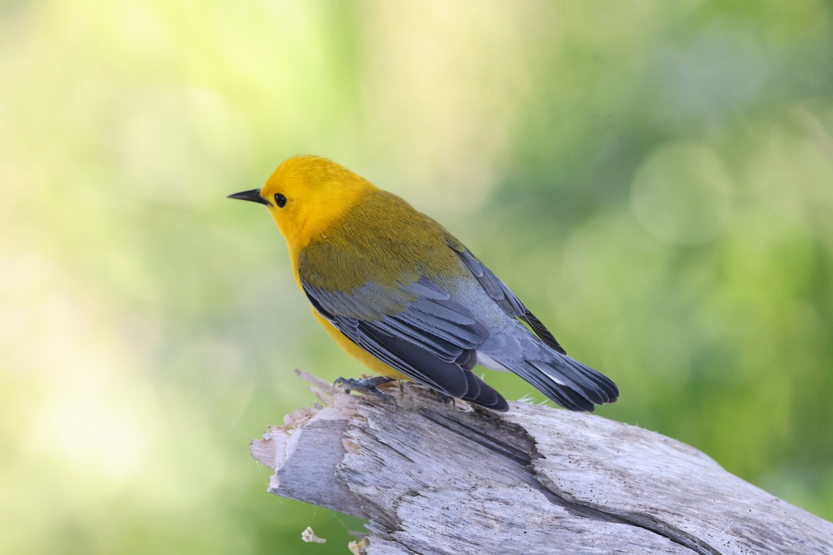 Prothonotary Warbler - Michael Pogue