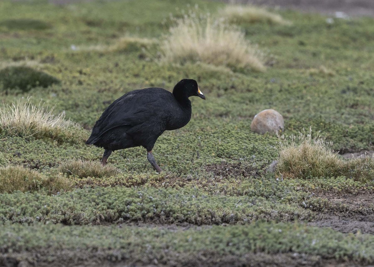 Giant Coot - ML618736468