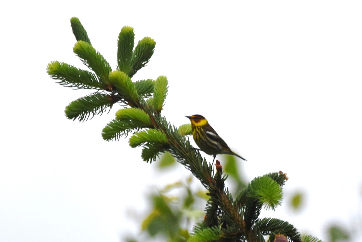 Cape May Warbler - ML618736502
