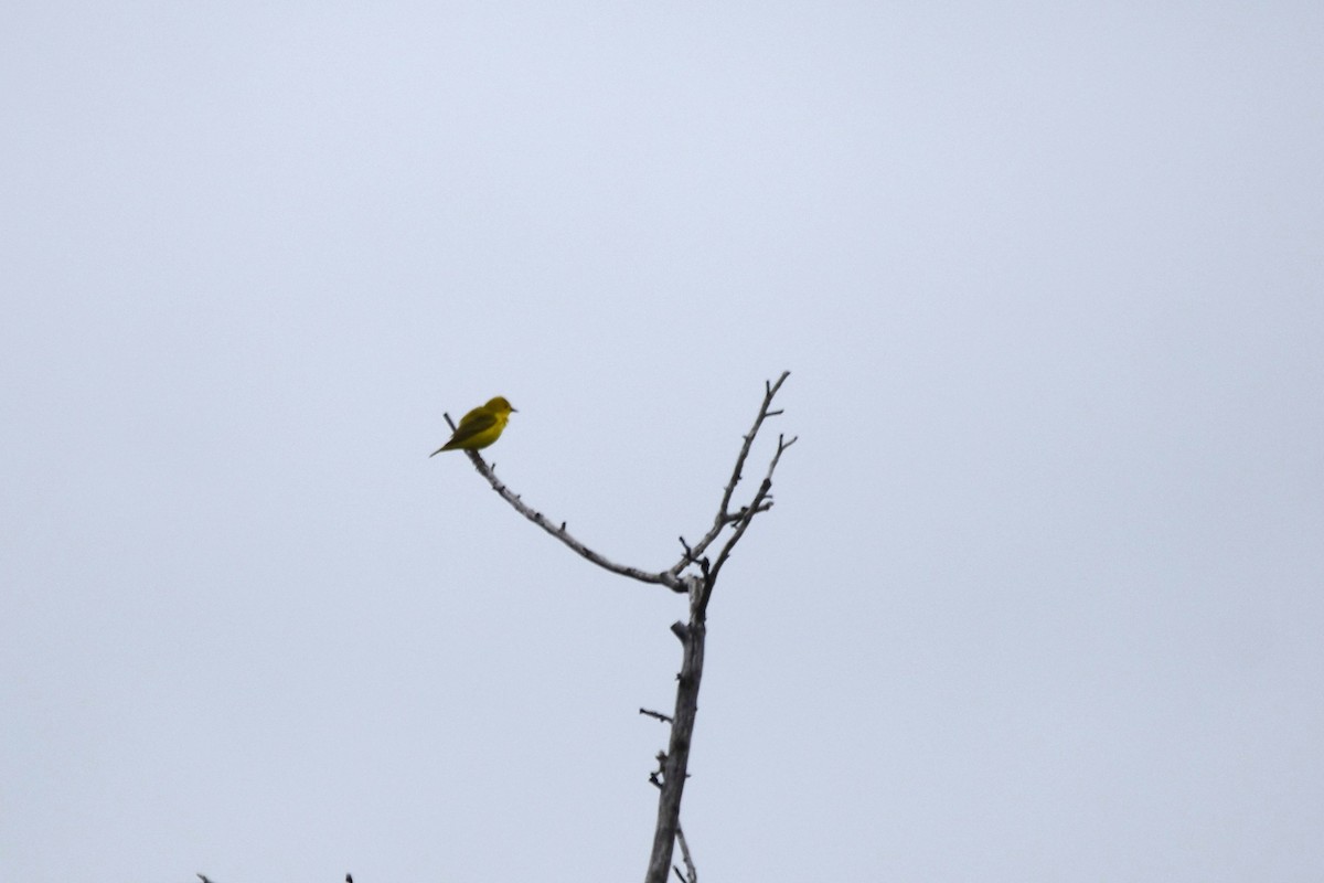 Yellow Warbler - irina shulgina