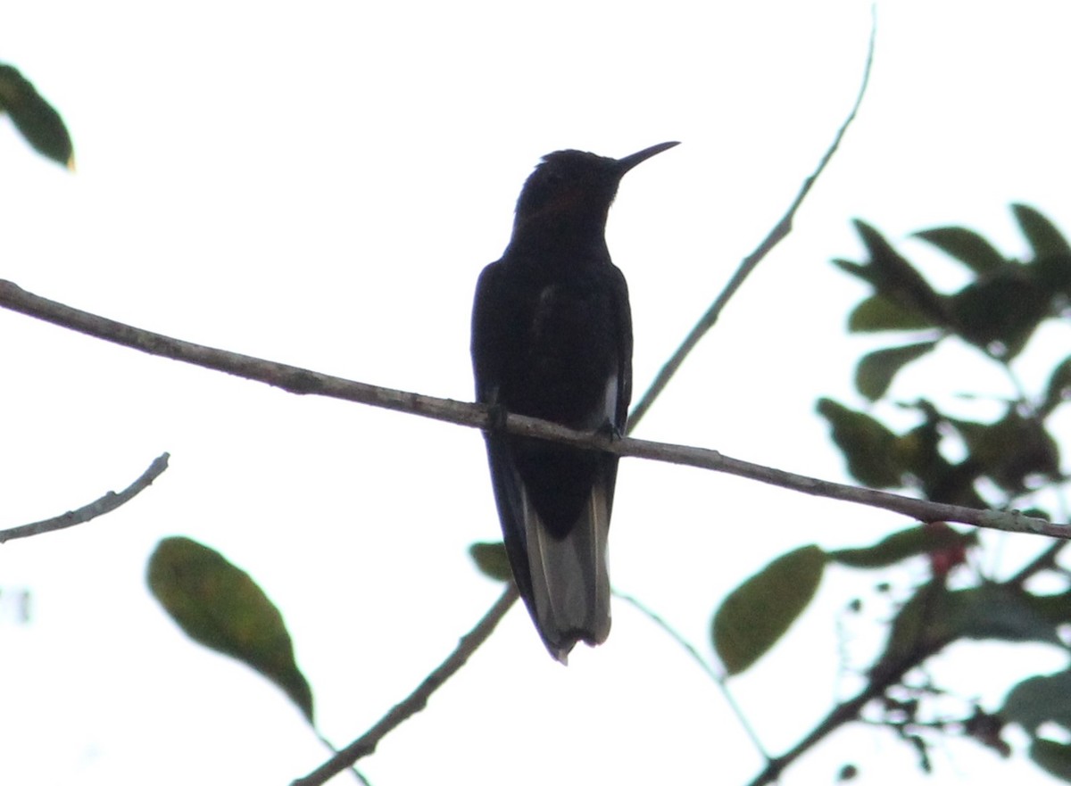 kolibřík černobílý - ML618736553