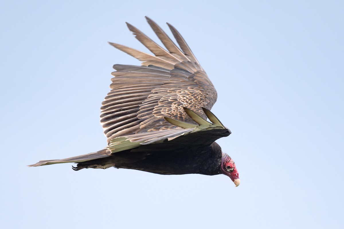 Turkey Vulture - ML618736568