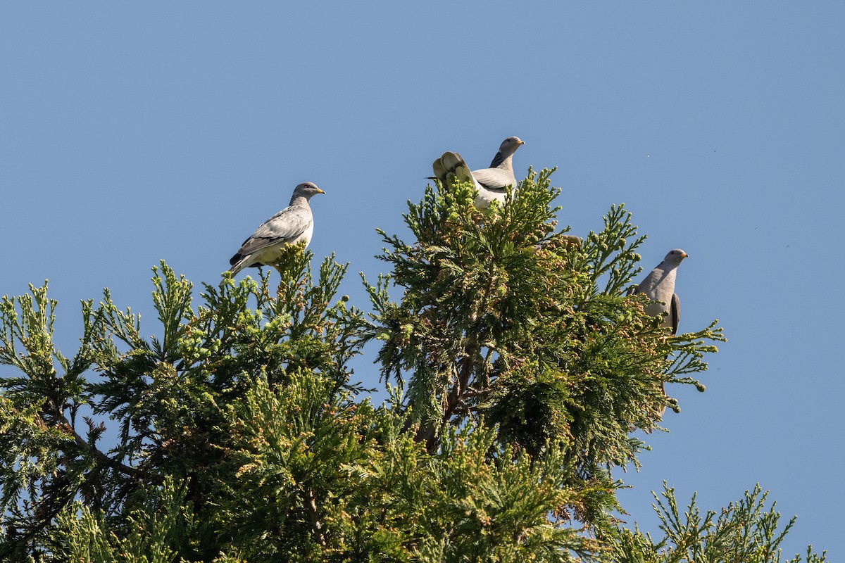 Band-tailed Pigeon - ML618736596