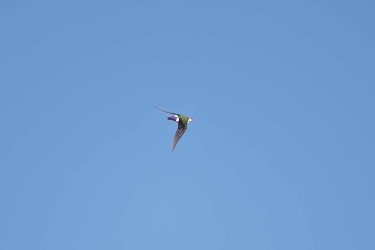 Violet-green Swallow - ML618736601