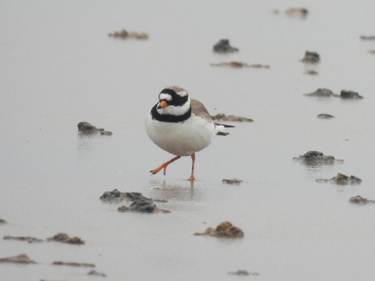 Common Ringed Plover - ML618736604
