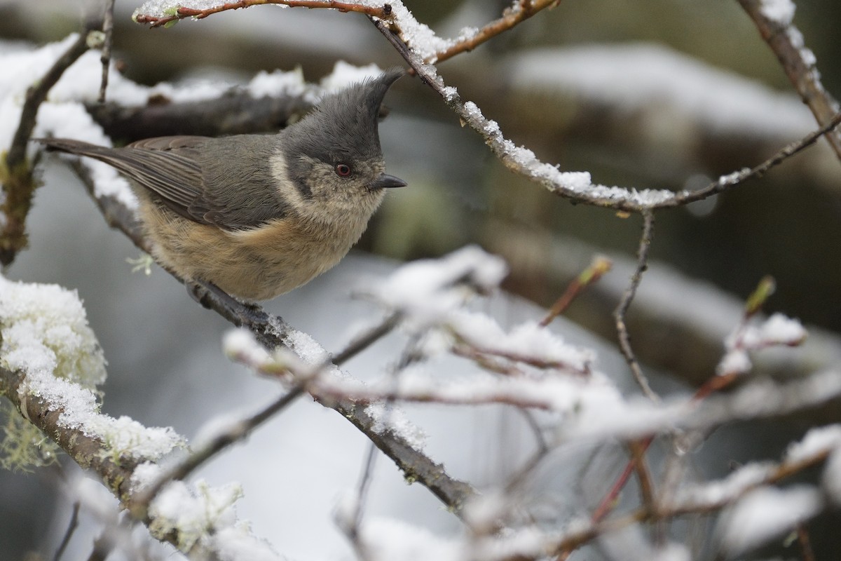 Gray-crested Tit - ML618736607