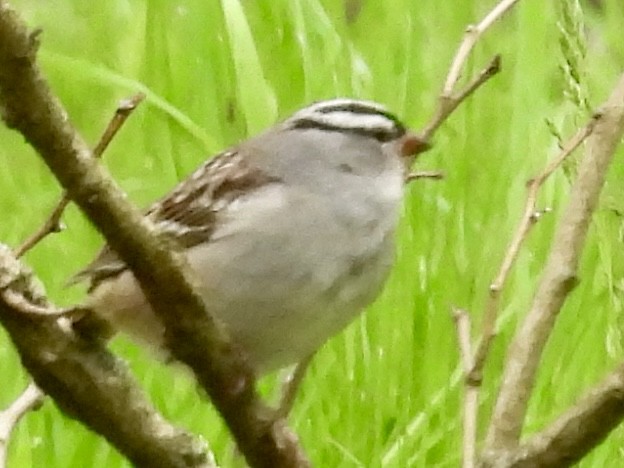 White-crowned Sparrow - ML618736671