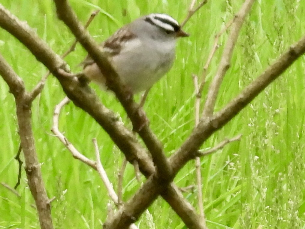 White-crowned Sparrow - ML618736672