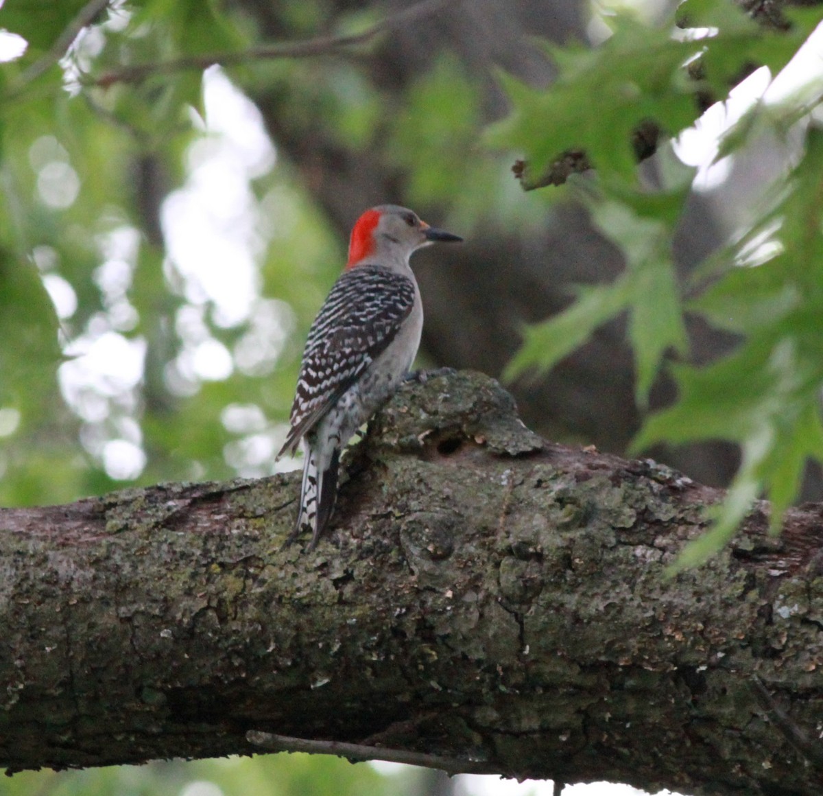 Red-bellied Woodpecker - ML618736673