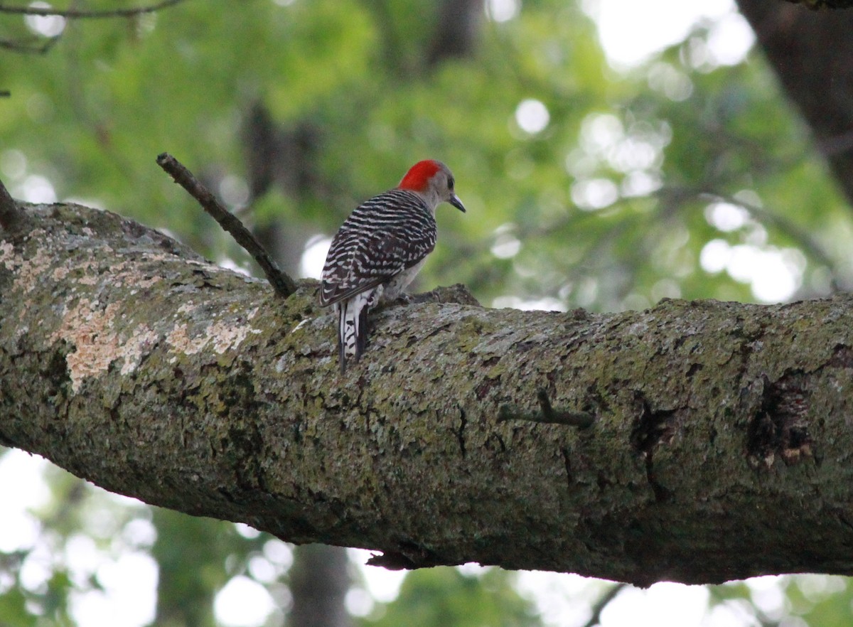 Red-bellied Woodpecker - ML618736674