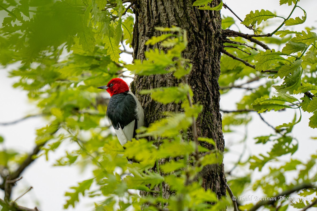 Red-headed Woodpecker - ML618736683