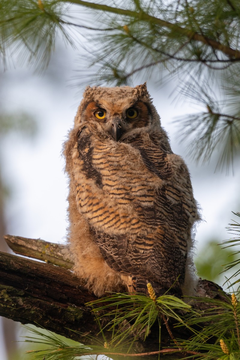 Great Horned Owl - ML618736688