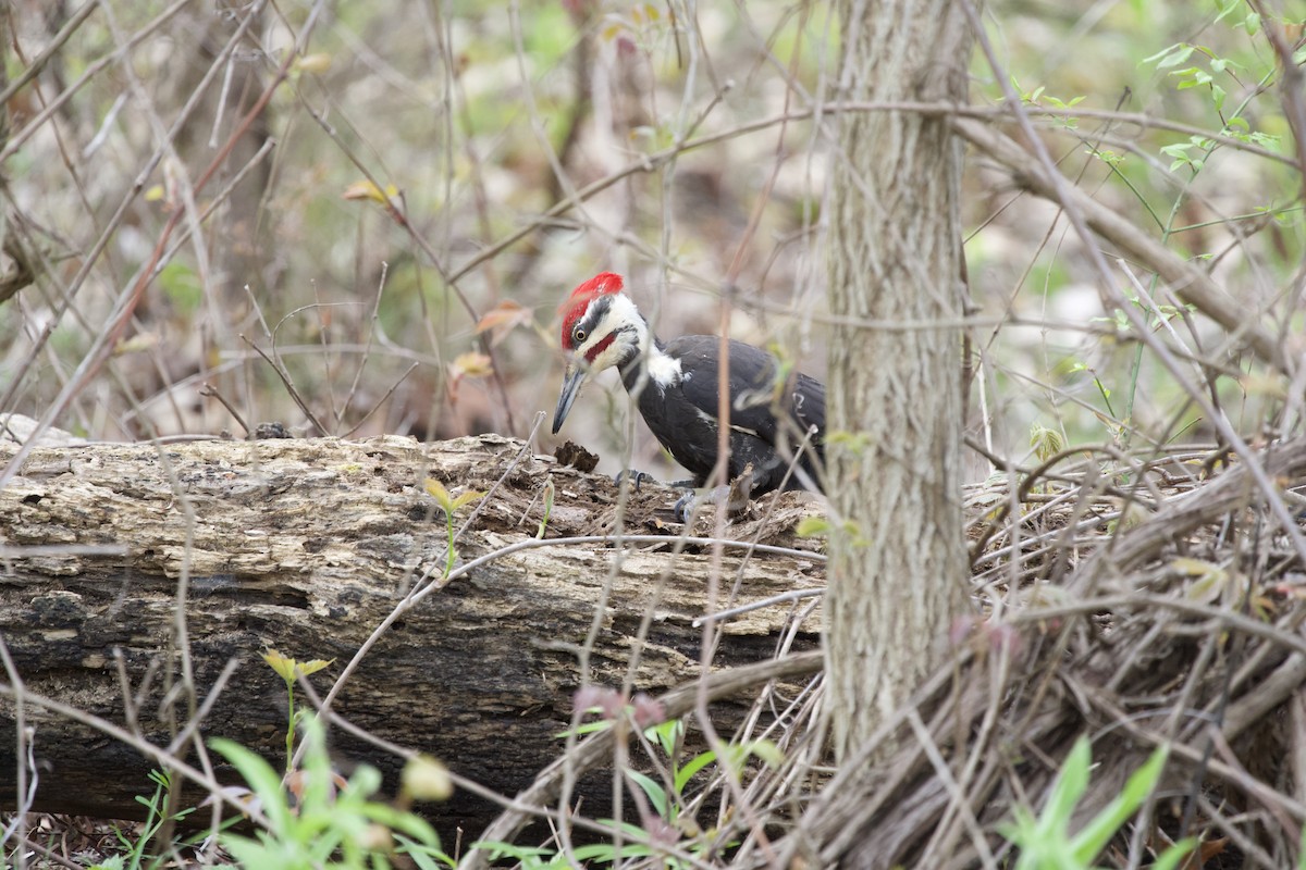 Pileated Woodpecker - ML618736702