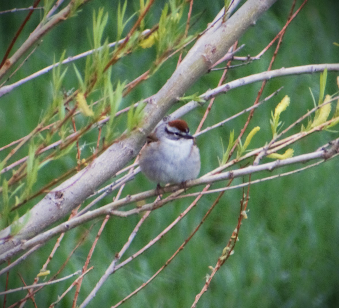 Chipping Sparrow - ML618736703