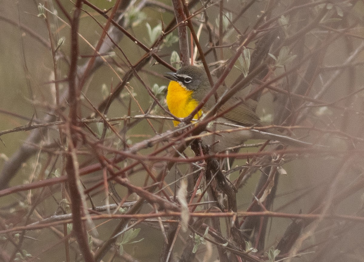 Yellow-breasted Chat - ML618736744