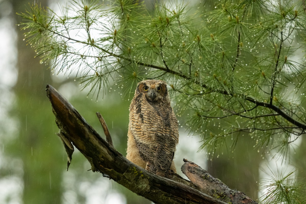 Great Horned Owl - ML618736801