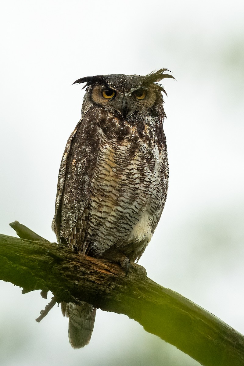 Great Horned Owl - ML618736815