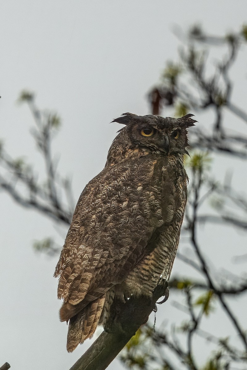 Great Horned Owl - ML618736816