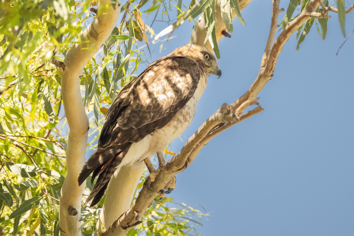 Red-tailed Hawk - ML618736830