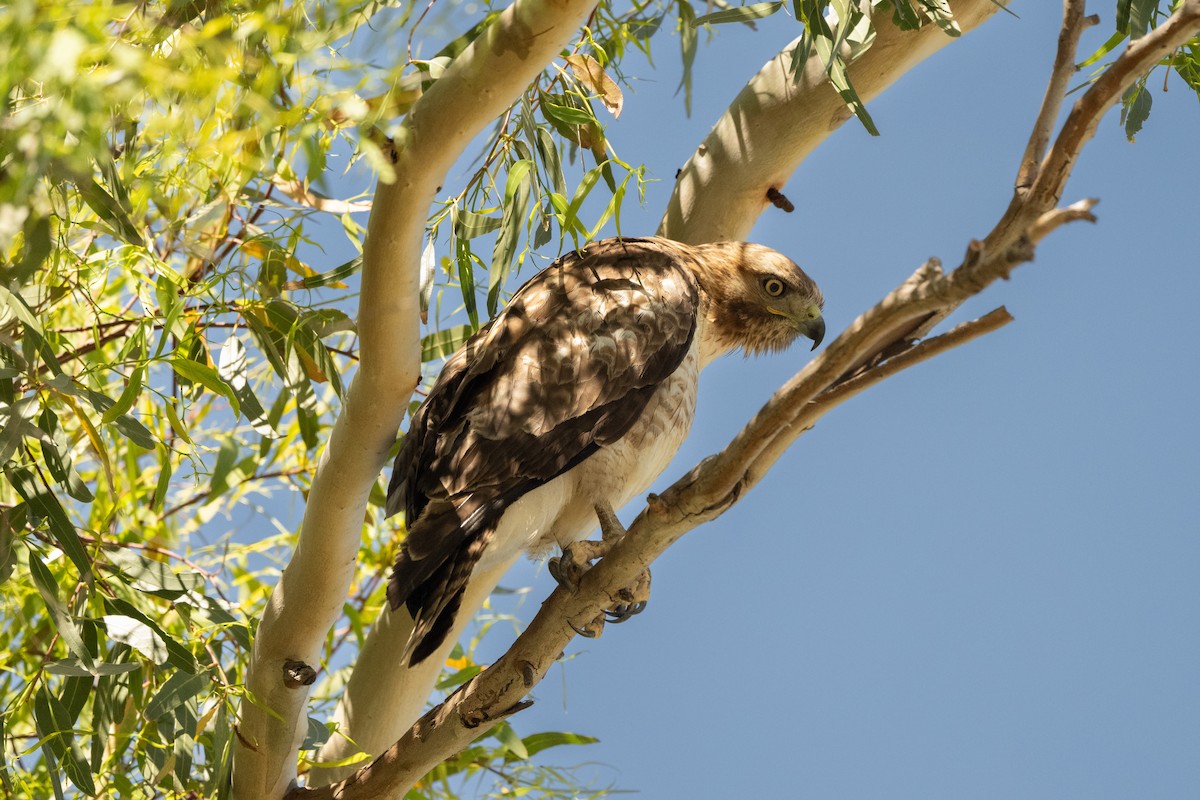 Red-tailed Hawk - ML618736831