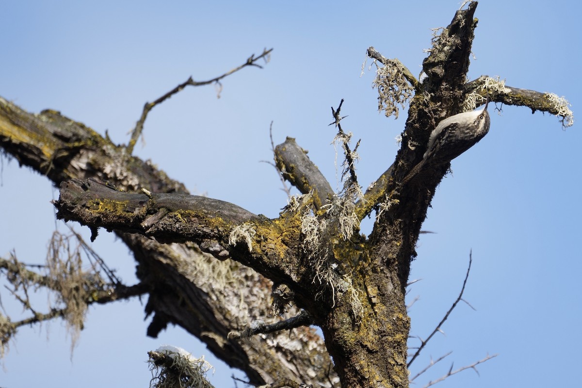 Bar-tailed Treecreeper - LiCheng Wang