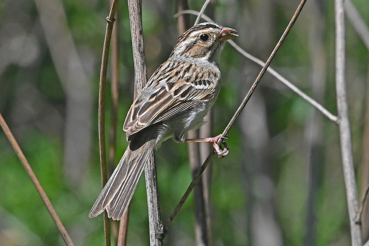 Clay-colored Sparrow - ML618736954