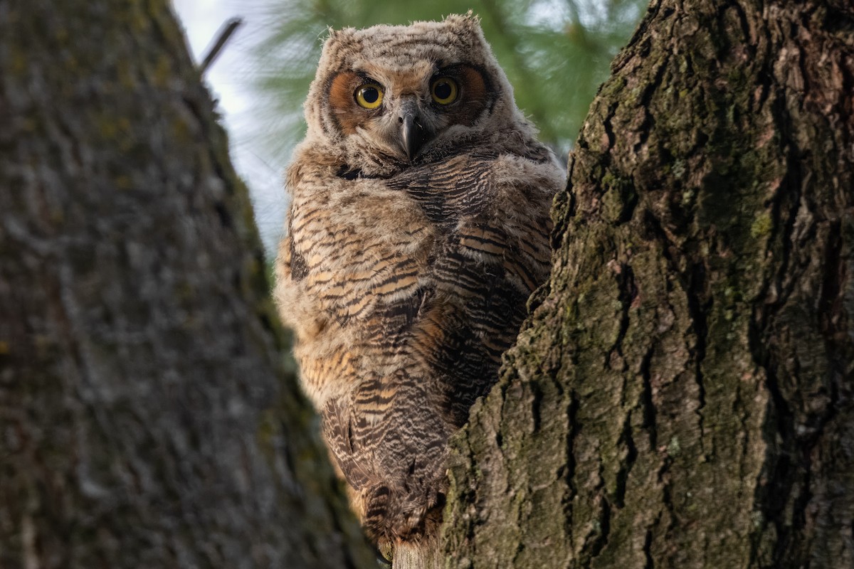 Great Horned Owl - ML618736956
