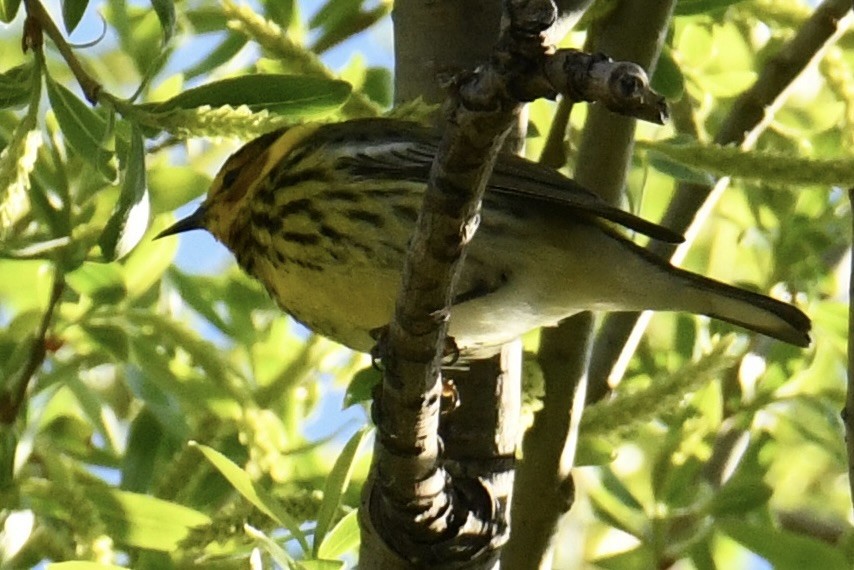 Cape May Warbler - ML618736961