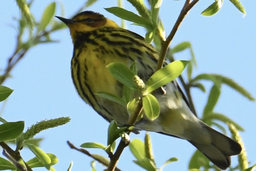 Cape May Warbler - ML618736962