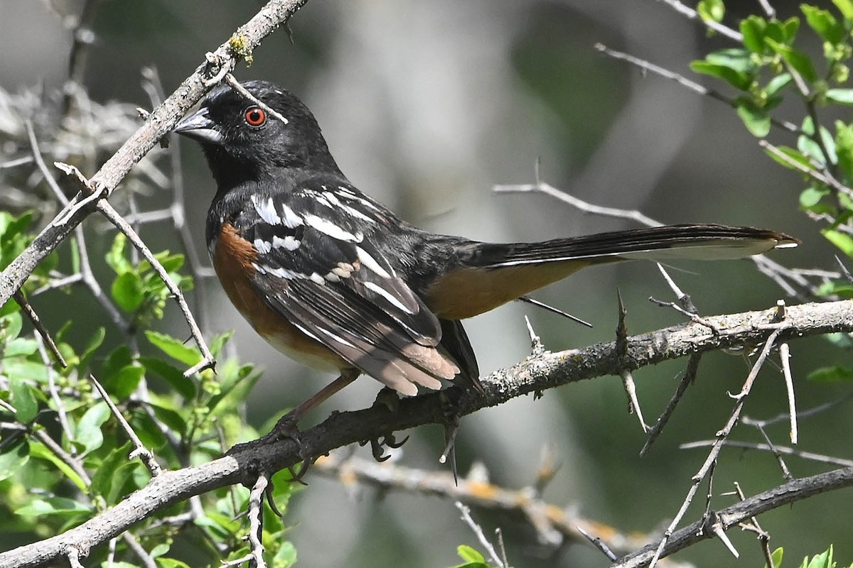 Spotted Towhee - ML618736963